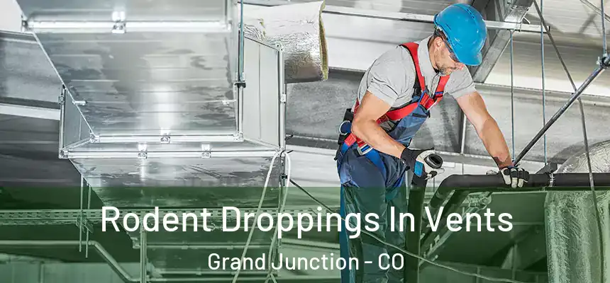 Rodent Droppings In Vents Grand Junction - CO